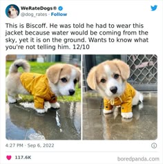the image is a tweet from the popular twitter account weratedogs. it features a cute corgi puppy named biscoff wearing a yellow raincoat. the caption explains that biscoff was told to wear the raincoat because water would be coming from the sky, but the water is actually on the ground. biscoff looks confused and curious, as if he's wondering what's going on. the tweet has garnered over 117,000 likes.  the image shows two pictures of the same dog. on the left is a closeup of the dog, and on the right is a further away shot showing the dog standing in a puddle.  the image is funny and relatable, and it has captured the hearts of many dog lovers on social media.