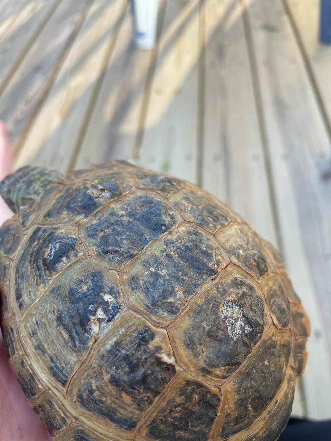 a closeup, topdown view of a tortoise's shell being held by a person's hand. the tortoise is resting on a wooden deck bathed in natural light, casting shadows across the surface. the image focuses on the intricate patterns and textures of the tortoise's shell.