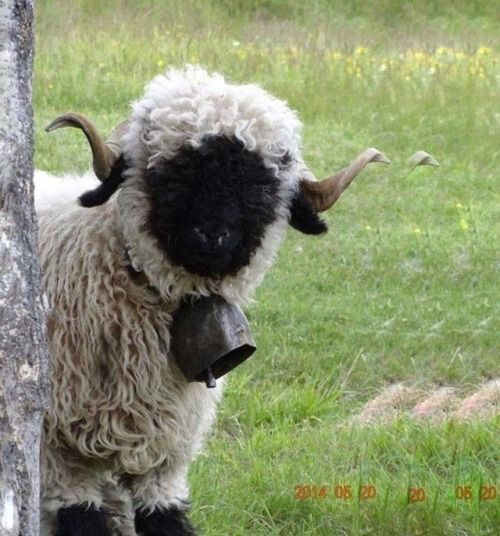 a close up of a sheep with a black face and white fur, standing in a grassy field. the sheep is wearing a bell around its neck. the sheep is looking directly at the camera, with its large brown eyes staring into the lens. the sheep is standing in a field of green grass, with some wildflowers growing in the background. the sun is shining brightly on the sheep's fur, making it look almost golden. the sheep's horns are curved back, and its ears are flopping down its head. the sheep looks very peaceful and content.