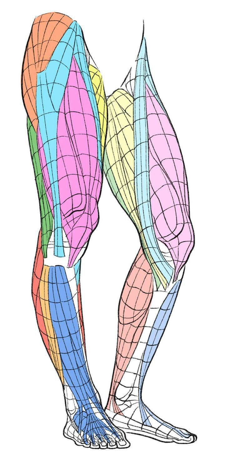 this image is a detailed illustration of the muscles in a human leg, from the thigh to the foot. the muscles are colorcoded and outlined, making it easy to identify individual muscles.  the drawing is a stylized representation rather than a photograph, emphasizing the muscle structures.  the style is clean and shows the underlying structure through a gridlike overlay on the muscles.