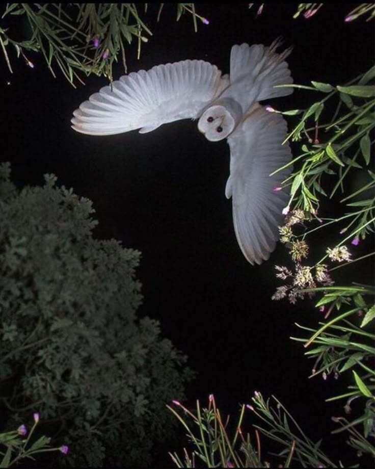 a barn owl is captured in midflight against a dark night sky, with plants and leaves framing the shot. the owl's wings are spread wide, and its face is visible.