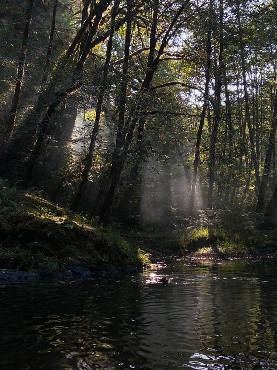 sunbeams shining through a dense forest, illuminating a  calm river. the sunlight creates a mystical, ethereal atmosphere.