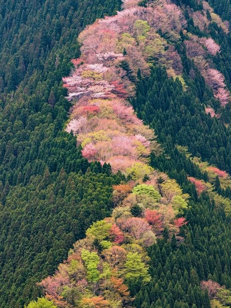 the image shows an aerial view of a mountain covered with a dense forest. a winding path of trees with pink and green foliage, likely cherry blossoms in bloom, cuts through the darker green of the surrounding evergreen forest. the scene is vibrant and depicts the beauty of nature in springtime.