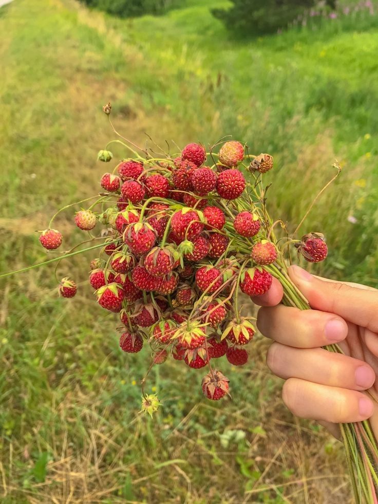 a hand holds a bouquet of wild strawberries in a field. the berries are red and ripe, and the background is a grassy field.
