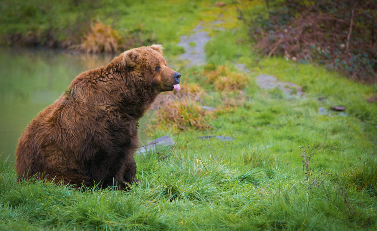 a large brown bear sits on a grassy patch in a forest. its tongue is sticking out slightly and its fur is a rich, dark brown. the bear is looking to the right and appears to be in a relaxed mood. the background is blurred with the lush greenery of the forest floor.