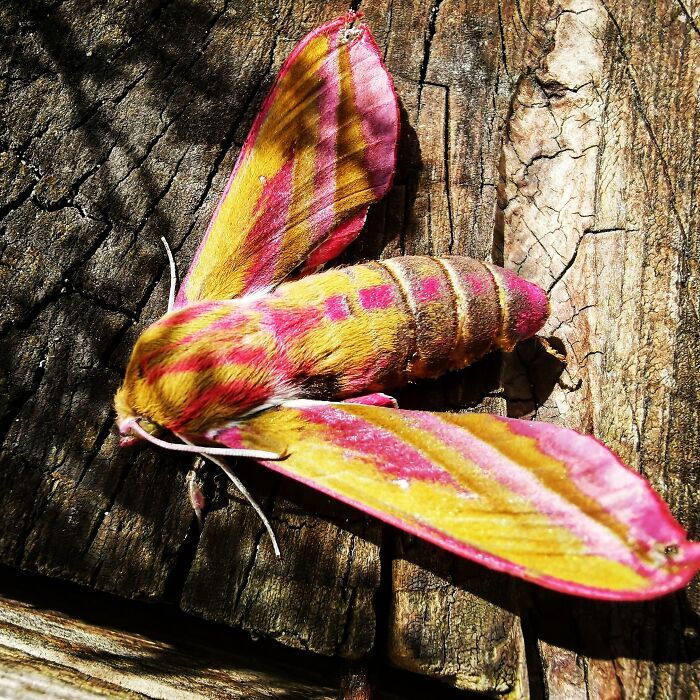 a closeup of a pink and yellow moth with furry wings on a wooden surface. the moth is facing the camera and the detail of its wings is clearly visible. the moth is resting on a wooden surface with some bark visible. the moth is pink and yellow with some brown tones. the moth has stripes on its wings. the moth is furry. it is a macro photo of a moth.  the photo is taken in a natural setting. the photo shows a detail of a moth.  the photo shows the texture of the moth's wings. the photo shows the pattern of the moth's wings.