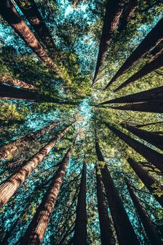 the image is a worm's eye view of tall redwood trees in a forest. the sun is shining brightly through the leaves and branches of the trees. the sky is a light blue color.