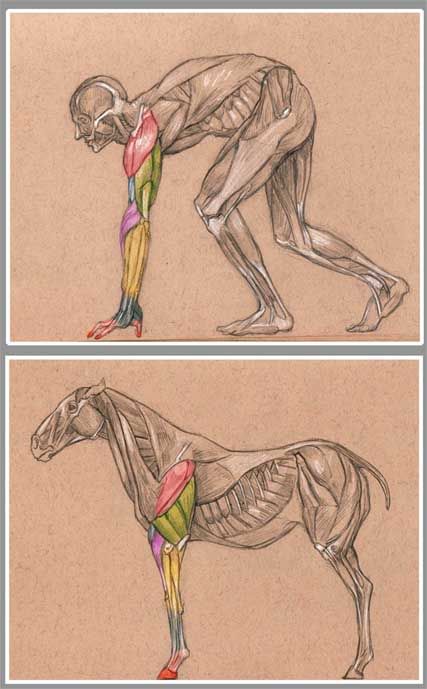 the image shows two anatomical drawings, one of a human figure and one of a horse, both displaying the underlying muscle structure. the human figure is bent over with one arm colored to highlight specific muscle groups, while the rest of the body is in grayscale. similarly, the horse drawing shows muscle definition, with the front leg colored to illustrate its muscular anatomy.