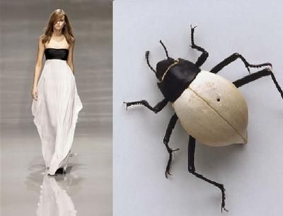 a woman in a white dress is standing in a white studio with a large black and white beetle on the right side.  the beetle is facing to the right.