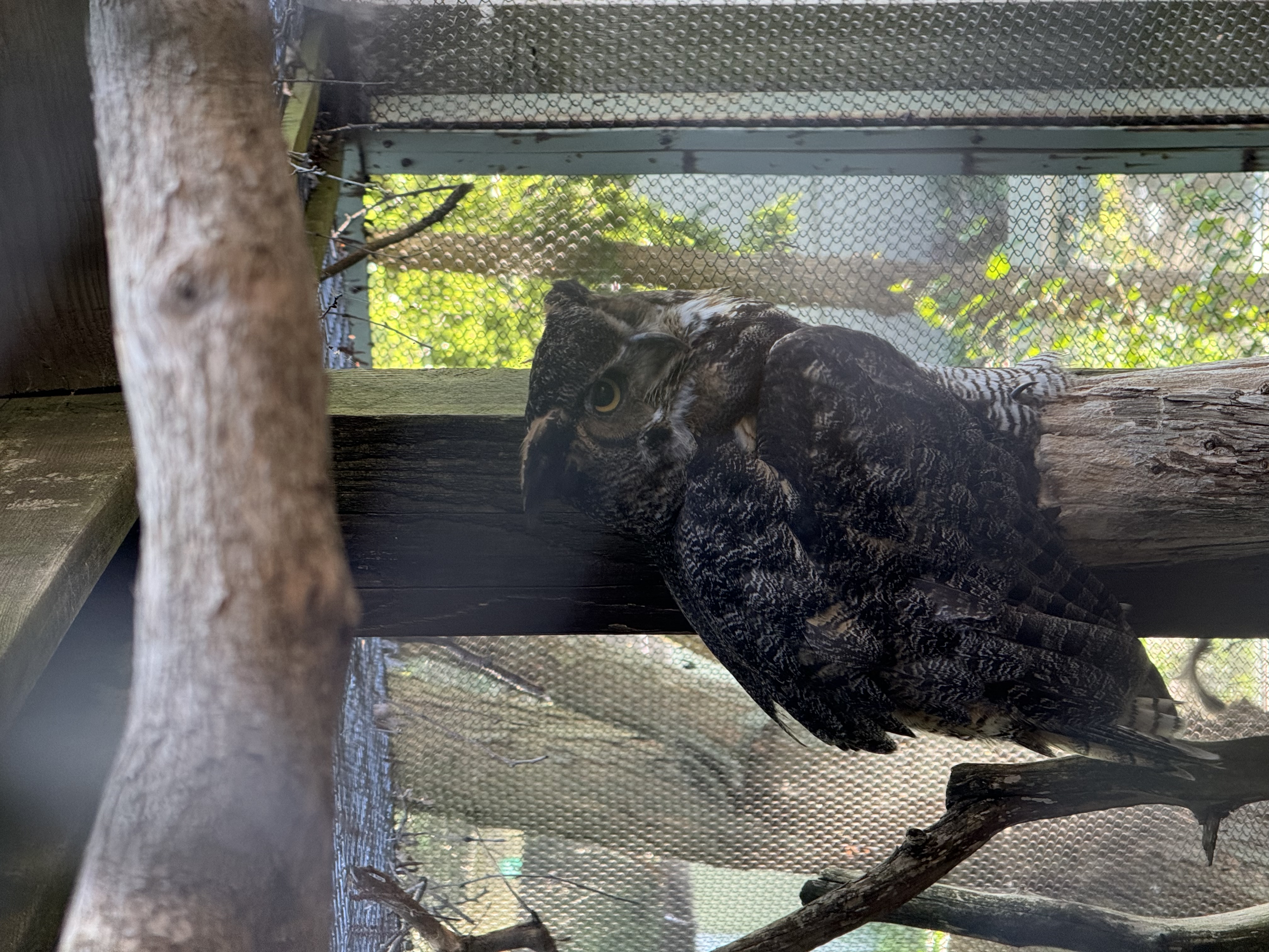 a great horned owl sits perched on a tree branch inside a zoo enclosure.  the owl is facing right and is looking slightly towards the camera. the owl's brown and black mottled feathers are clearly visible against the green foliage in the background. the top and bottom of the image show the wooden beams and wire mesh of the owl's enclosure.