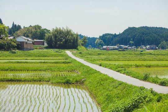 the image shows a rural landscape with rice paddies in the foreground, a narrow road leading through the fields, and a small village nestled near a treecovered mountain in the background.