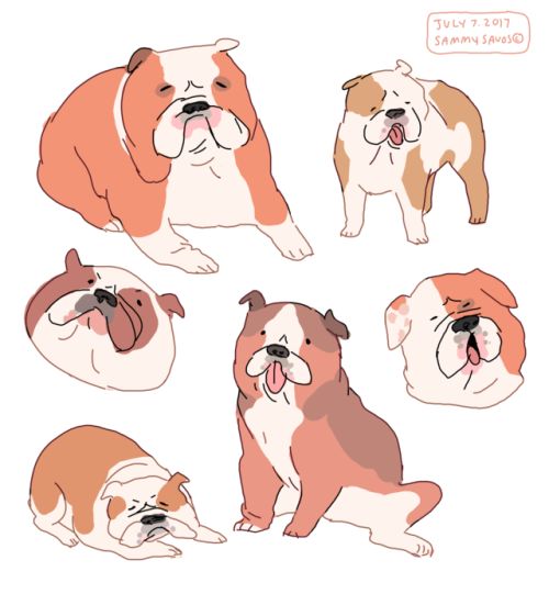 the image contains a collection of six stylized illustrations of bulldogs in various poses.  the bulldogs are drawn in a cartoonish style with soft lines and muted orange, white, and brown coloring.  each bulldog has a slightly different expression and posture; some are sleeping, others are sitting or standing, and some appear to be panting. the illustrations are set against a white background, and there's a small artist's signature and date ("july 7 2017 sammy savos") in the upper right corner. the overall style is whimsical and charming.