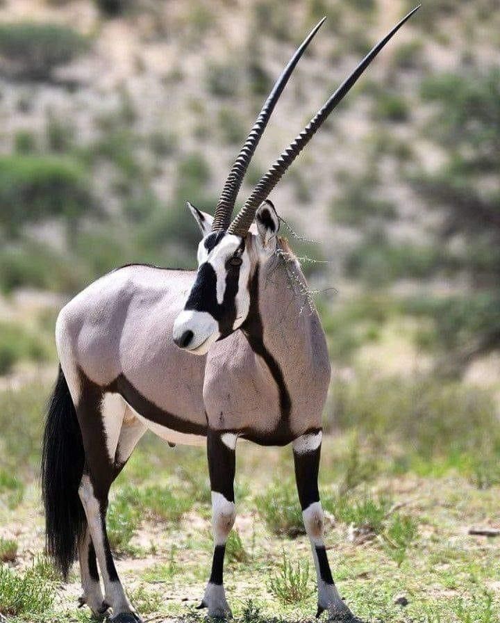 a gemsbok oryx stands in a grassy field with its head turned to the side.  the oryx has long, curved horns, a black and white face, and a tan body with black stripes. it is in a natural environment, likely in africa.