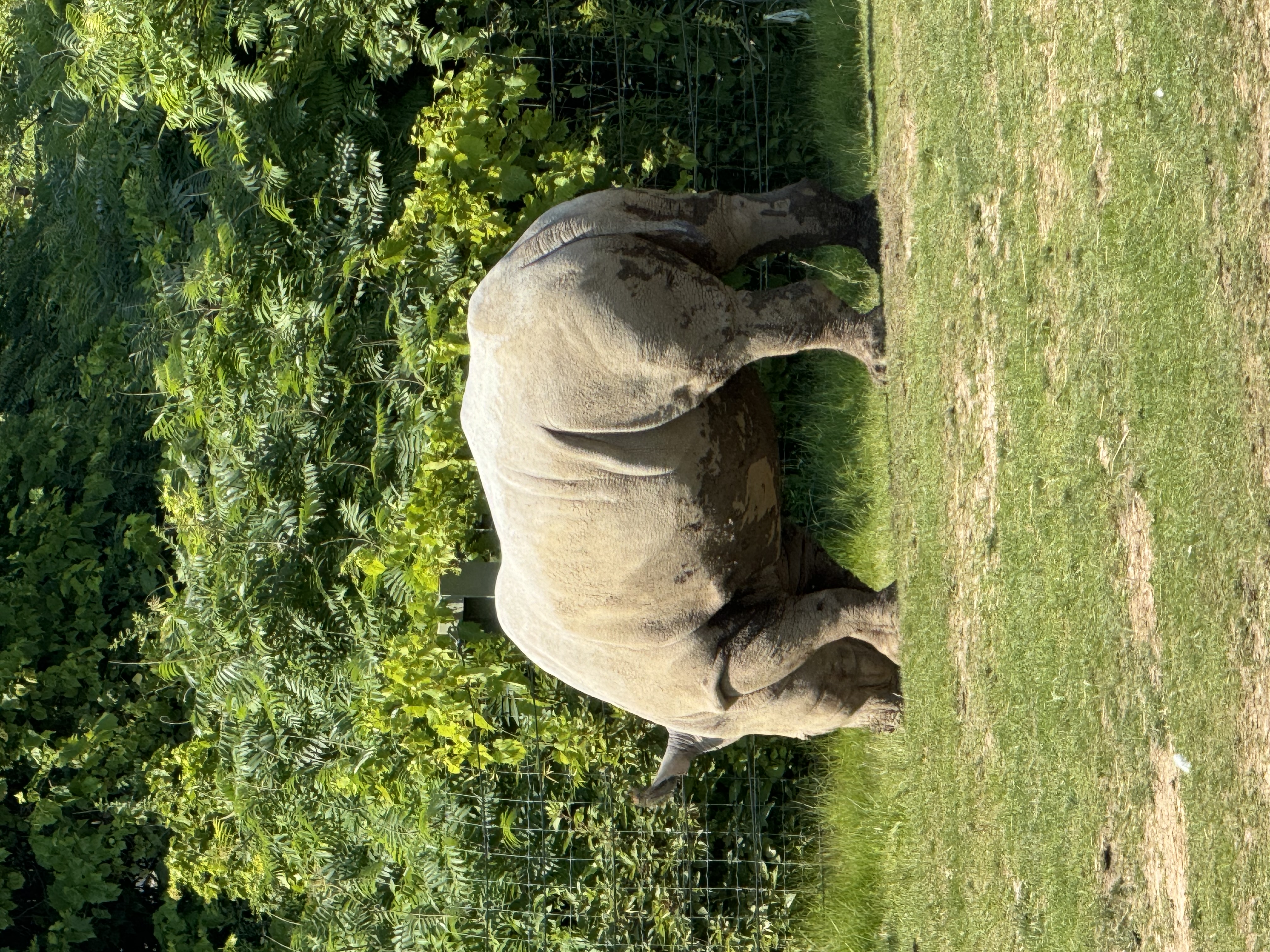 a large white rhinoceros grazes on grass in a zoo enclosure. the rhinoceros is facing left and its entire body is visible. the enclosure is grassy and there are trees in the background. the lighting is bright and sunny, casting shadows on the ground.