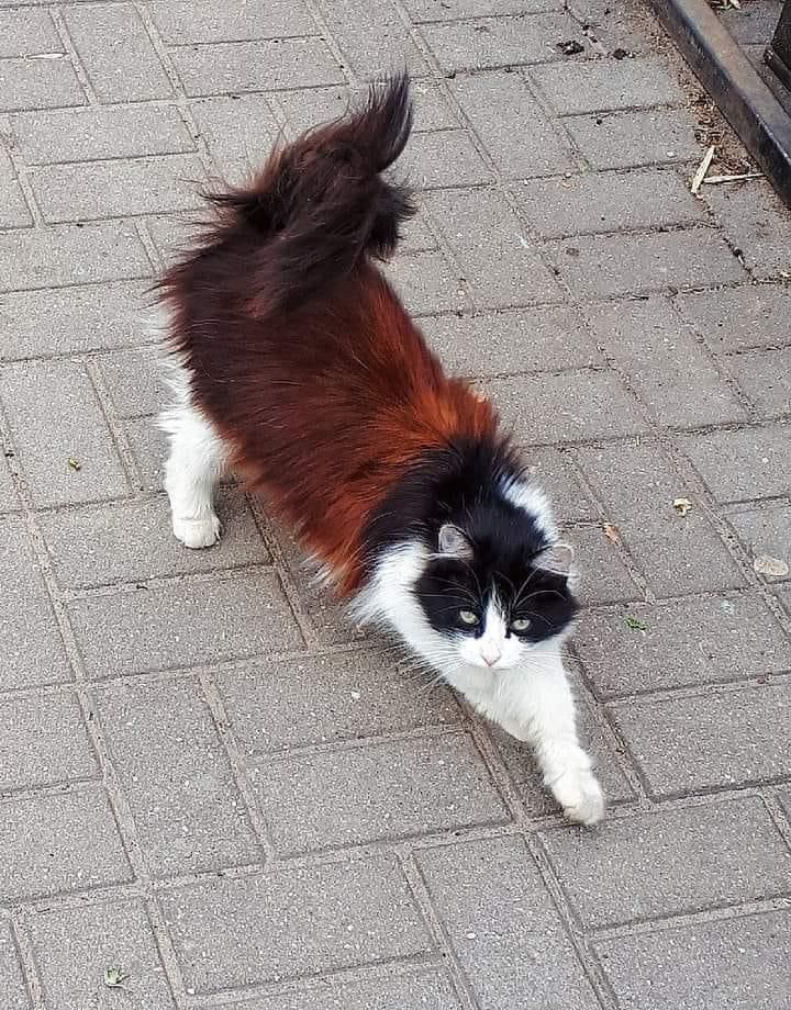a black, white, and brown cat sits on a grey, concrete pavement looking directly at the camera. the cat is facing the camera, and its tail is curled up and over its back. the cat looks curious and alert. the cat is in an outdoor setting, and the pavement is made of concrete blocks. the cat is sitting in the middle of the image, and the pavement is extending to the edges. the cat is the main subject of the image, and the pavement is the background. the image is welllit and in focus, and the cat is clearly visible.