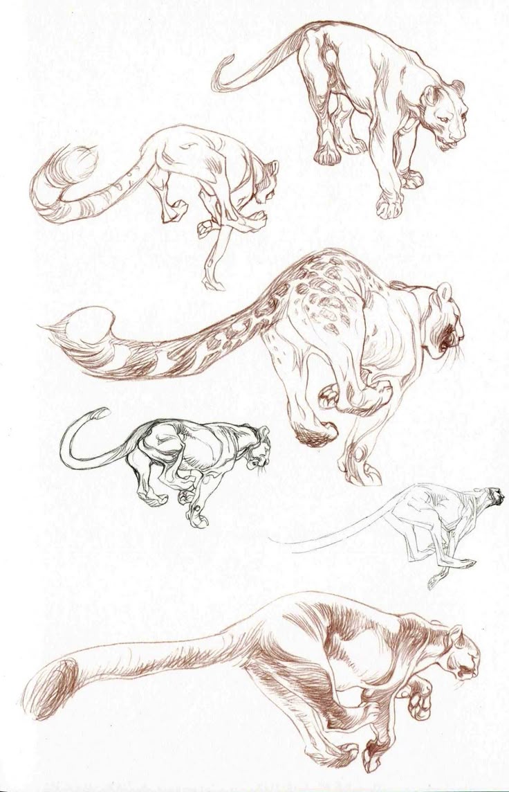 the image is a collection of pencil sketches depicting lions in various poses, with a focus on their anatomy and movement. it features multiple drawings of lions, including some in midrun, others standing, and some with unique markings. the sketches are rendered in a realistic style and showcase the artist's skill in capturing the form and dynamism of these big cats.