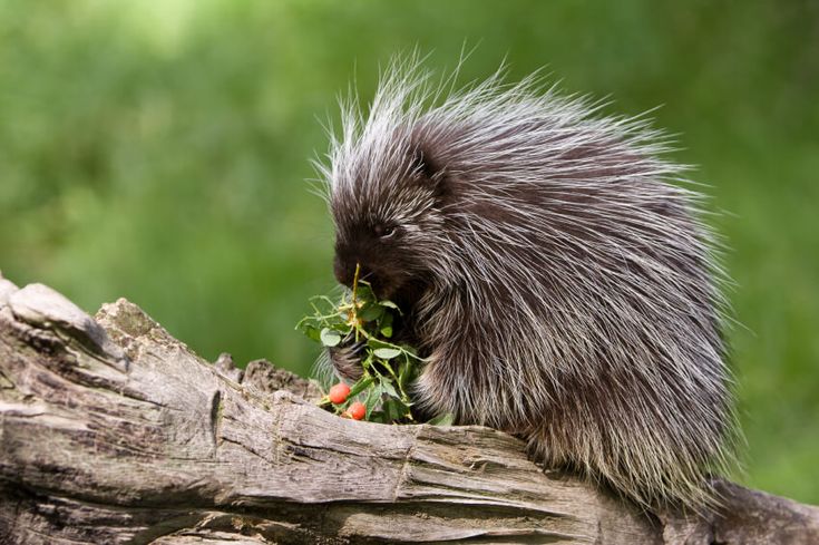 a closeup portrait of a porcupine eating a branch of berries on a tree trunk in a forest. the porcupine's fur is spiky and fluffy. it is a wild animal and looks very cute as it is eating its meal.