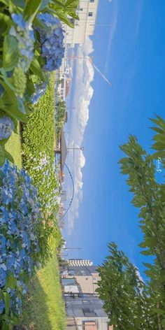 this is a vertical photo of a street taken in summer. on the left side of the picture are hydrangeas in full bloom, and on the right side are trees and residential houses. it seems to be taken in japan. the sky is beautifully blue.