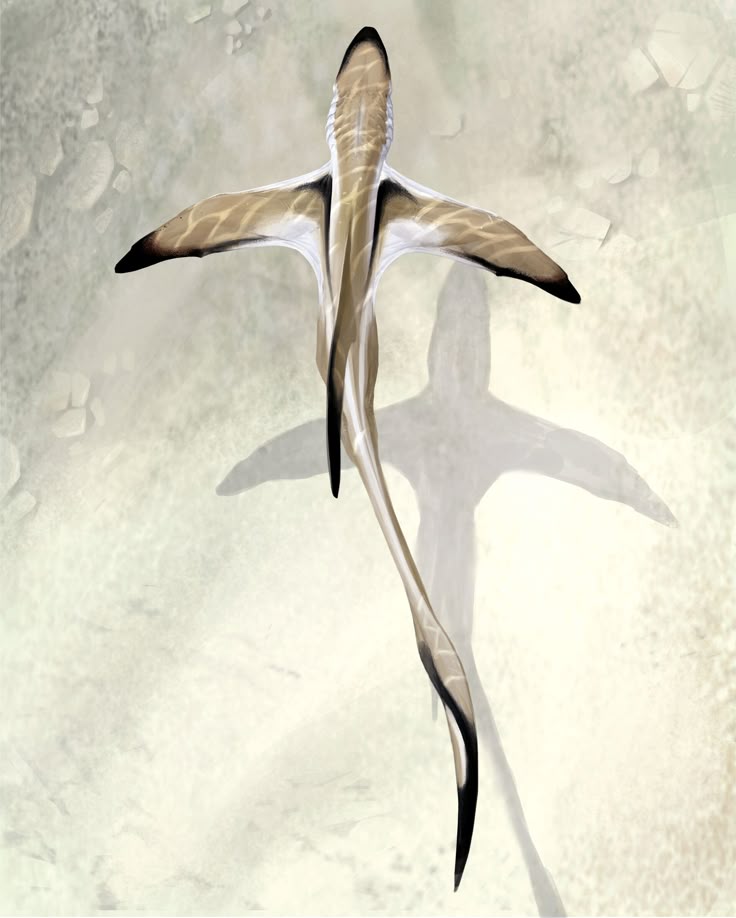 an artistic rendering shows a flying creature with a birdlike form, viewed from above. it has prominent wings and a long, elongated tail. the creature is primarily pale in color, with beige and white tones. the tips of the wings and tail are black. its shadow is cast onto a pale, sandy background. the overall impression is abstract and otherworldly.