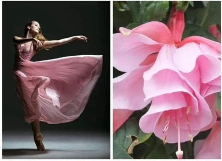 this image is a split view showing two very different subjects, both of which are pink and delicate in nature. on the left side, a ballerina in a flowing pink dress performs a graceful dance, her body and dress creating a beautiful silhouette against the dark background. on the right side, a closeup view of a vibrant pink flower with many layered petals. the image juxtaposes the beauty of human form and the natural world. the two subjects are connected by their shared color and elegance, hinting at a sense of romance and dreamy aesthetic.