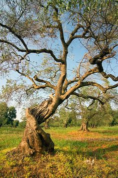 the image is of a large, gnarled olive tree in a field. the tree is in the foreground and is surrounded by other olive trees in the background. the ground is covered in grass and there are some yellow flowers. the sky is blue and sunny.