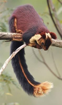 a small squirrel with a fluffy bushy tail sits perched on a branch. it has a red and brown coat with white stripes running down its body. the squirrel is looking off to the side as if keeping watch on its surroundings.