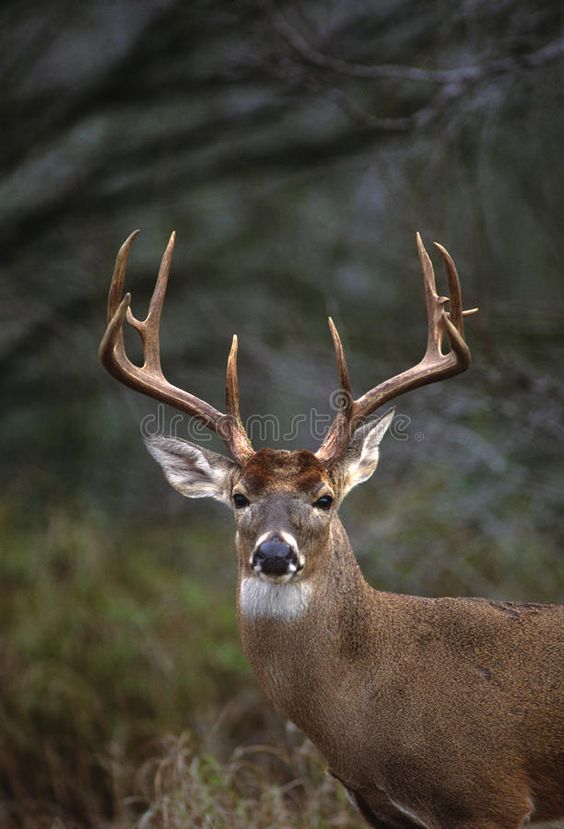 a closeup portrait of a large whitetailed deer buck with impressive antlers. the deer is standing in a forest setting, its gaze directed straight at the camera. the background is blurred, but shows a typical forest environment with vegetation and trees. the deer's coat is a rich brown, and the antlers are a light brown, with points that are sharp and defined. the image is welllit and provides a detailed view of the animal.
