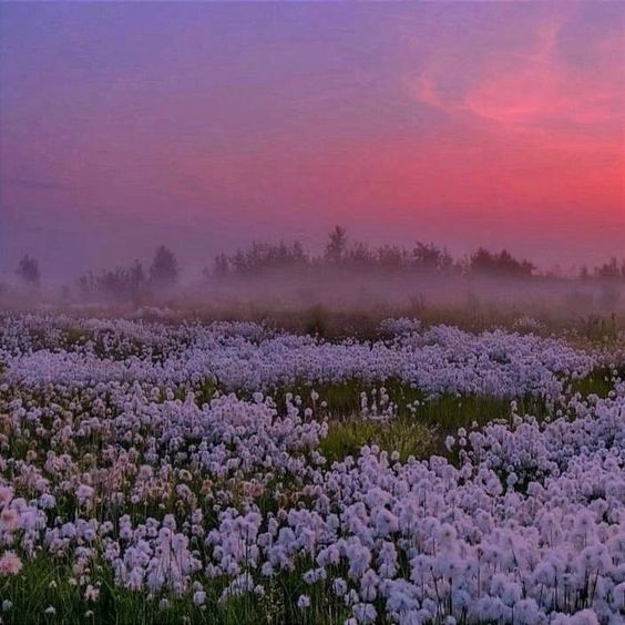 a field of white flowers extends into the distance, shrouded in a soft mist. the sky above is a beautiful gradient of purple, pink, and orange hues, indicating either sunrise or sunset. the overall atmosphere is one of tranquility and serenity.