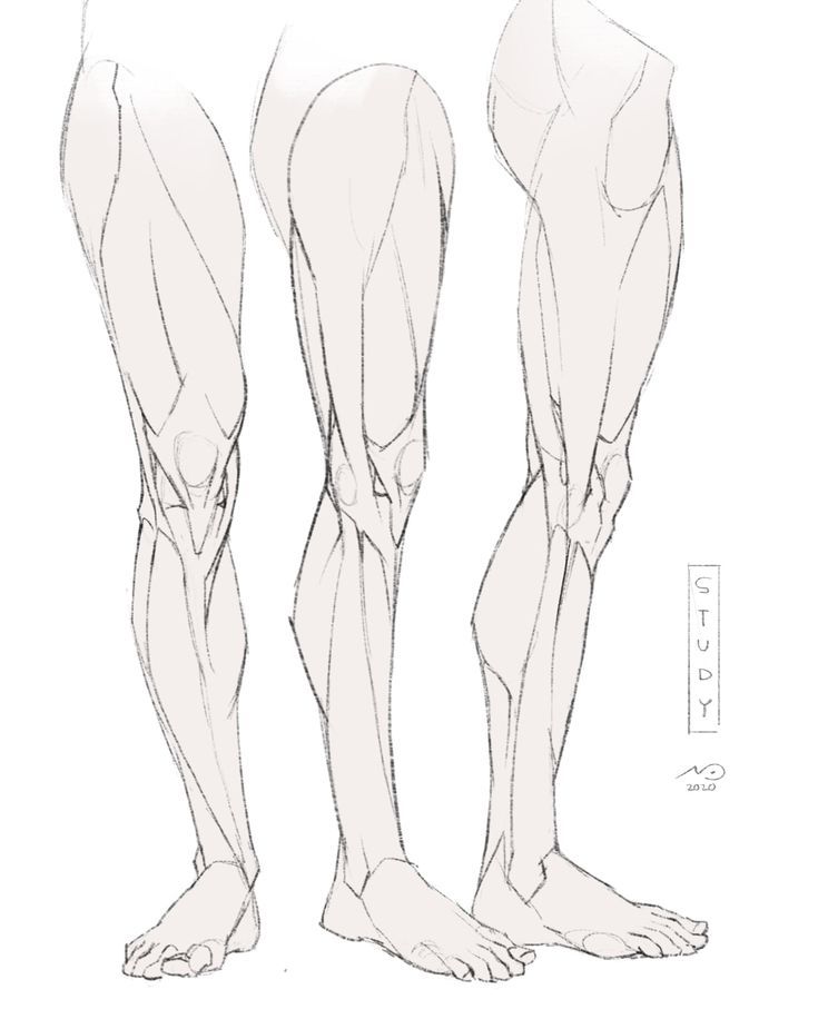 a pencil sketch of three lower human legs and feet with visible muscle structure. the legs are drawn in a standing position, and the muscles are carefully rendered to show their shapes and forms. the drawing is detailed and anatomical, and it would be useful for artists and students of anatomy.