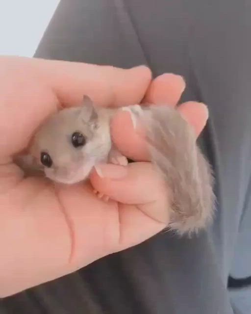 closeup of a tiny sugar glider in a hand, sleeping with its eyes closed. the sugar glider is white and fluffy with a soft, furry coat. its face is resting on the palm of the hand. the sugar glider is so small that it fits perfectly in the palm of the hand. the image is taken from a closeup perspective, allowing you to see the details of the sugar glider's fur and face. the background is blurred, making the sugar glider the focus of the image. the overall feeling of the image is one of cuteness and warmth.
