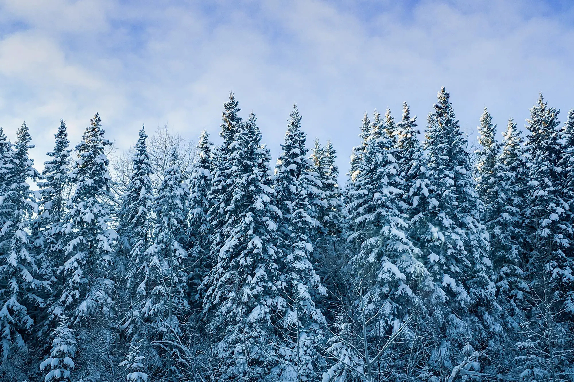 a picturesque scene of a dense forest covered in a blanket of snow under a blue sky with wispy clouds. the snowladen pine trees dominate the landscape, creating a serene winter ambiance.