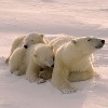 a mother polar bear and her two cubs huddle together in the snow. the mother bear is large and white, with thick fur. the cubs are smaller and appear to be snuggling close to their mother for warmth.  the snow is pristine and undisturbed, suggesting a remote arctic location. the overall scene evokes a sense of the harsh beauty and vulnerability of arctic wildlife.