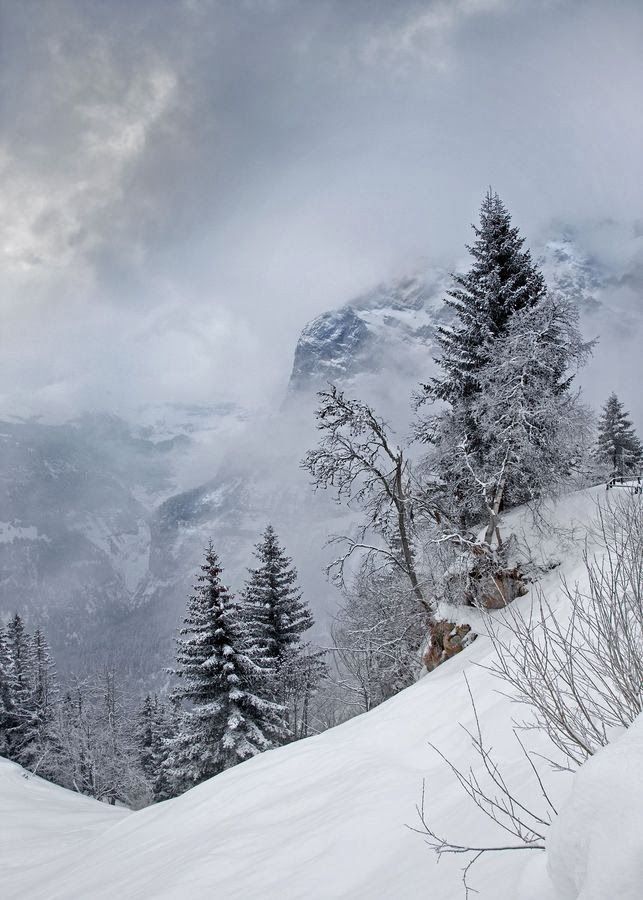 this is a winter landscape featuring snowcovered mountains and trees. the scene is enveloped in clouds and fog, creating a soft, diffused light. evergreen trees dot the hillside, their branches laden with snow. the foreground is dominated by a snowcovered slope.