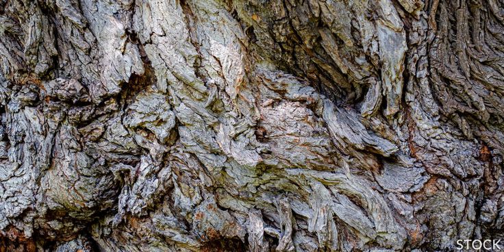 this image captures a closeup view of the rough, textured bark of a tree. the bark is a mix of brown and gray, with deep grooves and ridges that create a complex pattern. the image shows the natural beauty and complexity of tree bark, highlighting its organic and weathered texture. it could be used as a natural background or for illustrative purposes.