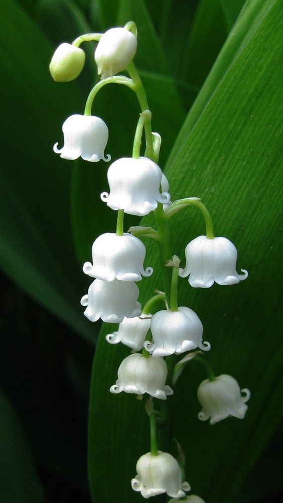 the image shows a closeup view of a stem of lily of the valley flowers. the flowers are white and bellshaped, hanging delicately from the stem. the stem has bright green leaves that are long and slender. the background is a blur of dark green, suggesting a lush garden setting. the flowers are illuminated by natural light, creating a soft and ethereal atmosphere.