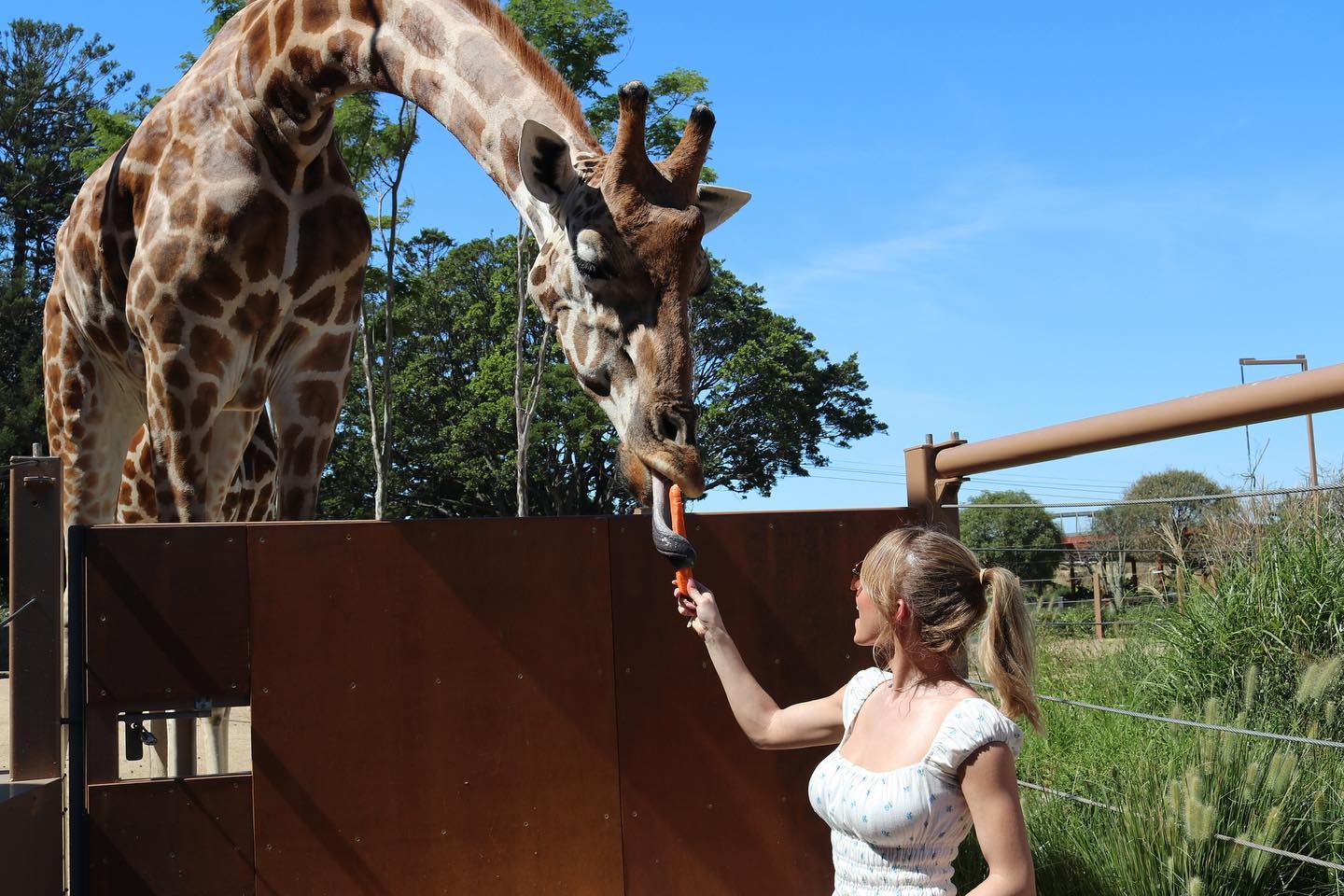 a blonde woman in a white summer dress feeds a giraffe a carrot through a brown metal fence at a zoo on a sunny day. the giraffe is close to the woman, its long neck extended over the fence. lush green vegetation and trees are visible in the background. the sky is a clear, bright blue. the scene is peaceful and showcases a happy interaction between a human and an animal.