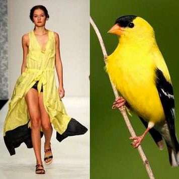 a woman in a yellow dress stands on a runway. the background is green and there is a yellow canary in the background.  the canary is perched on a branch. the woman is looking at the camera and her hands are on her hips. she is wearing a yellow dress with a black trim. the canary is looking to the left.  the woman's outfit is very stylish and the canary is a beautiful bird. this is a great example of fashion photography.