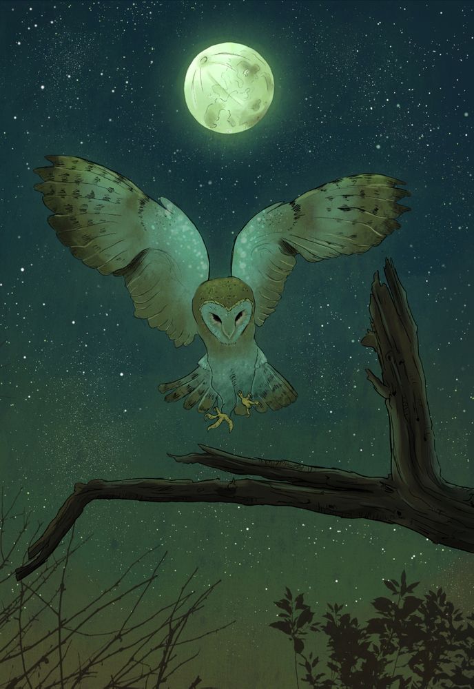 a digital illustration of a barn owl landing on a branch at night under a full moon. stars are scattered across the dark blue sky. there are leaves and bare branches in the foreground.