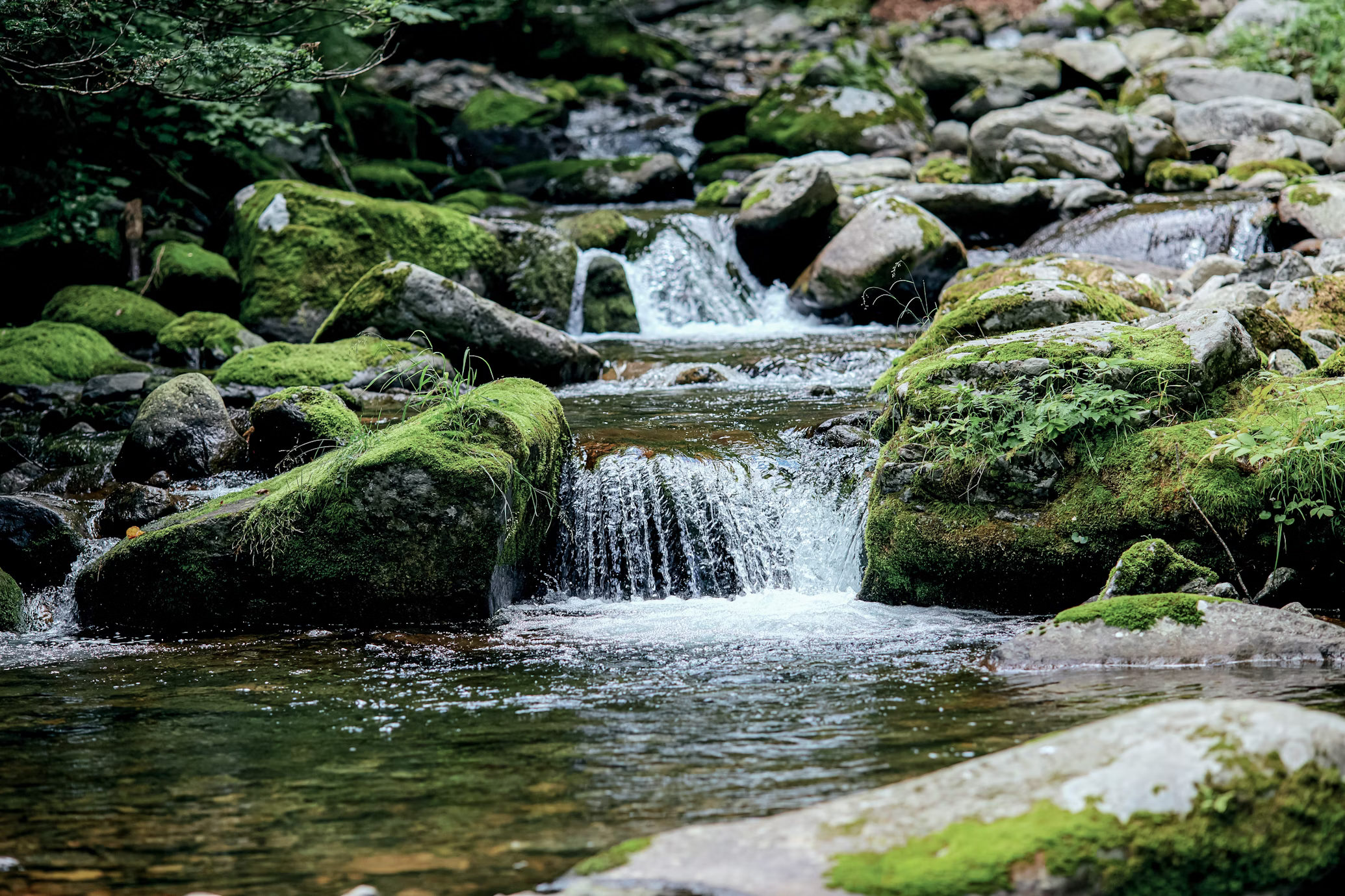 a blurry image of a small, rocky stream flowing through a forest. the rocks are covered in bright green moss, and the water is clear and sparkling. the forest is lush and green, and the sunlight is dappled through the trees.