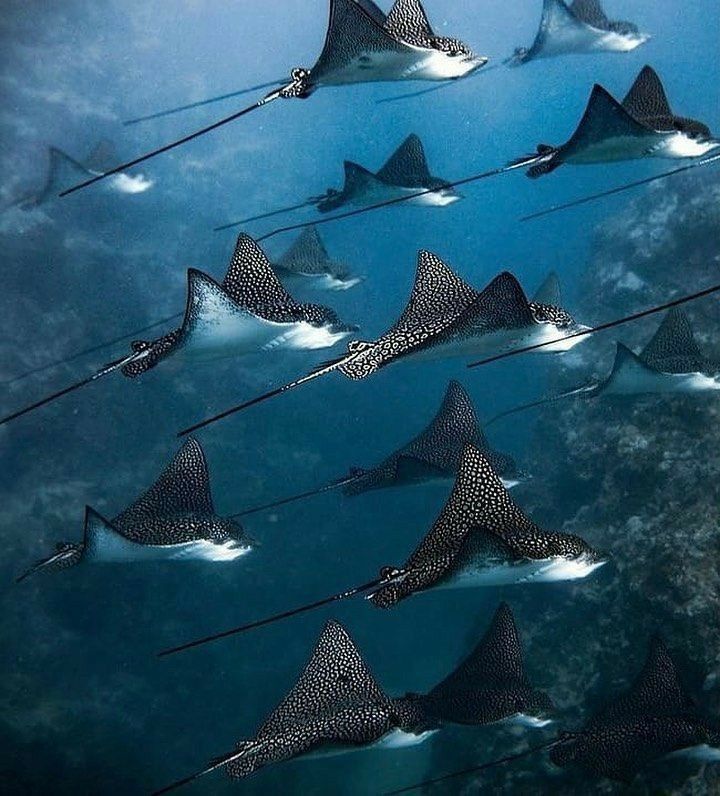 the image shows a group of spotted eagle rays swimming underwater in the ocean. the rays have a distinct pattern of white spots on their dark bodies and long, whiplike tails. they are swimming together in a coordinated manner, showcasing their natural behavior in their marine habitat.