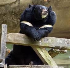 a black bear with white fur patches sits on a wooden bench.