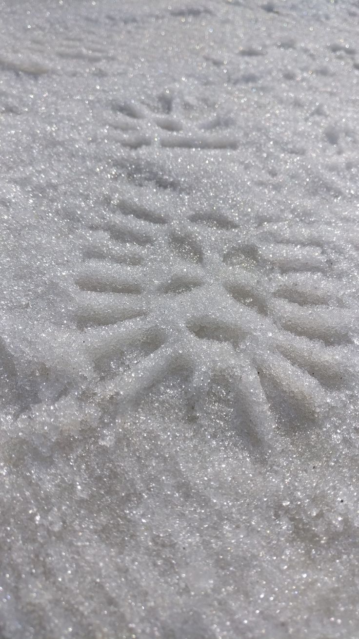 the image is a closeup shot of a snowcovered surface with several sets of bird tracks imprinted in the snow. the snow appears granular and crystalline, reflecting some light. the tracks are clearly defined, suggesting that the snow is relatively undisturbed. the overall color palette is a consistent, bright white/light grey. the focus is sharp, showing the texture of the snow and the details of the tracks.