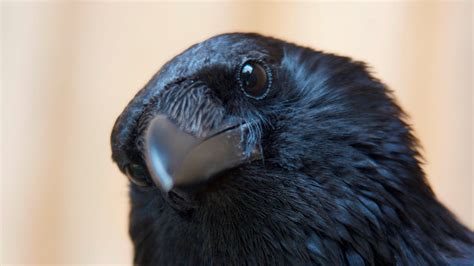 a closeup of a raven's head. the raven is looking to the left with its eye open and beak closed. the raven's black feathers are soft and fluffy.