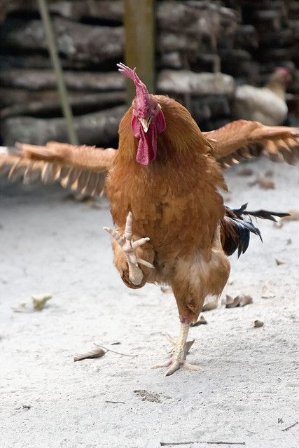 a rooster is walking on one leg, while looking at the camera, with its wings spread out. it's walking on sand. the rooster is brown and red, with a bright red wattle and comb. the rooster's legs are long and thin. the background is out of focus.