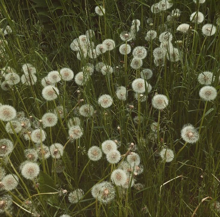 a field of white dandelions in a green grass. they are blooming and ready to spread their seeds.
