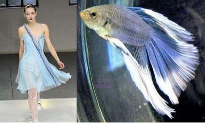 this image shows a beautiful blue and white betta fish swimming in an aquarium. the fish has a long, flowing tail and fins that are spread out in a graceful manner. the blue and white colors are bright and vibrant, and the fish's movement is fluid and elegant. the image captures the beauty of this popular pet fish, and the vibrant colors of its body and tail. the fish looks like it is a female betta fish, because of its long, flowing tail. it's a common and wellknown fish for those who are interested in aquariums, and a popular choice for home aquariums.