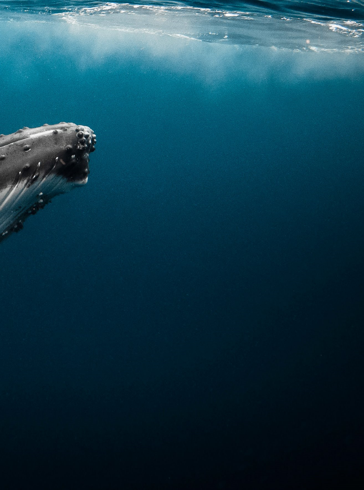 the image captures the underwater view of a humpback whale swimming near the surface of the ocean. the whale's head and part of its body are visible in the lower left portion of the frame. the skin is grey and has noticeable bumps. the clear blue water fills the majority of the background, with a slightly lighter, translucent area at the very top representing the surface of the water.