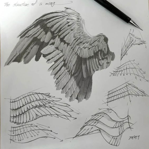 the image is a detailed pencil sketch study of a bird's wing. it showcases the wing from various angles and levels of detail. a large, realistically rendered wing dominates the center, while surrounding sketches break down the structure and form of the feathers and underlying bones.  lines and arrows indicate the direction and layering of feathers, offering insight into the mechanics of flight. the meticulous shading and hatching create a sense of depth and realism.