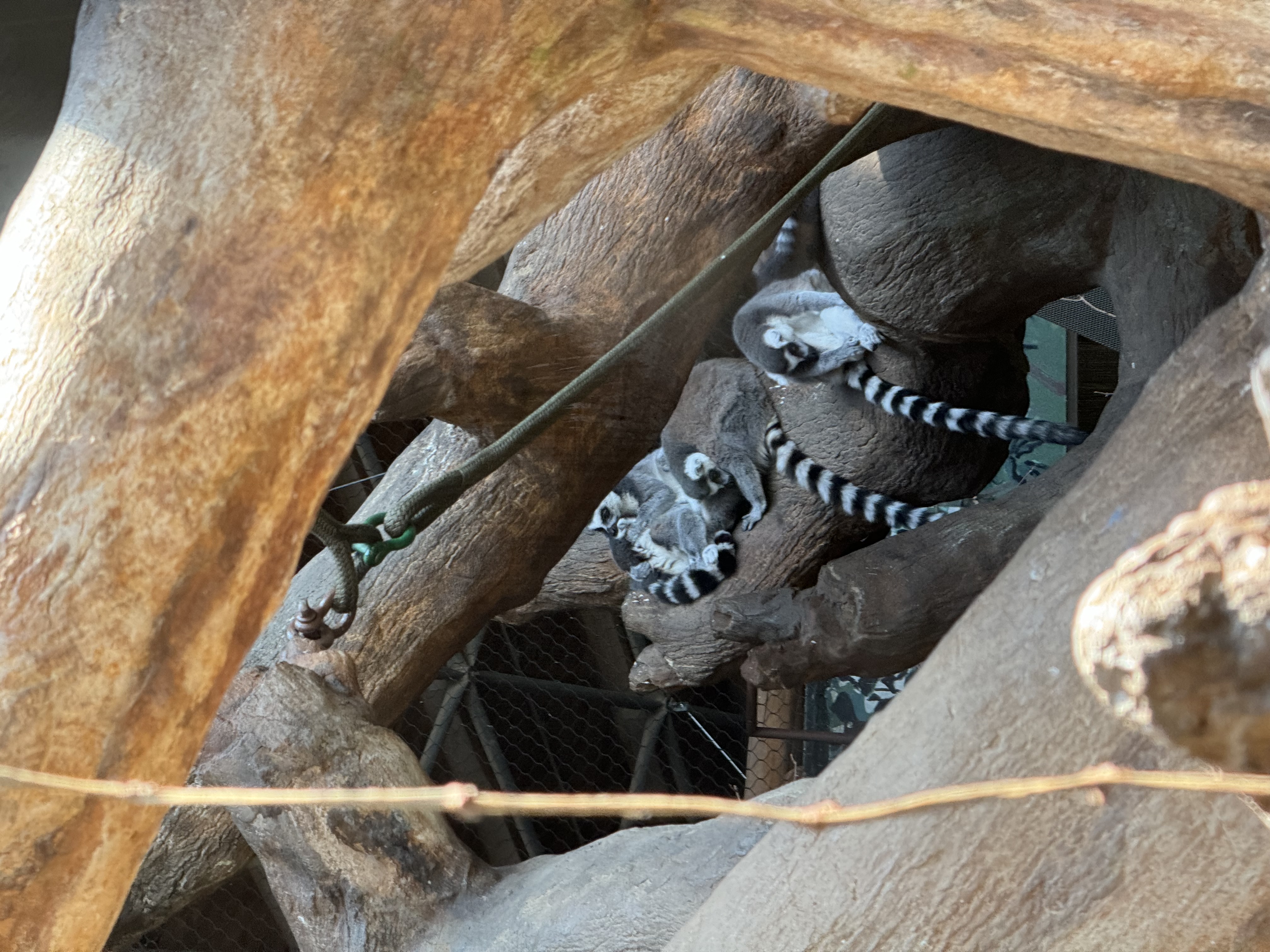 three ringtailed lemurs are lounging on tree branches inside a zoo enclosure. the photo is taken from below, looking up towards the lemurs. the lighting is a mixture of natural sunlight and shade, creating a warm and inviting atmosphere.