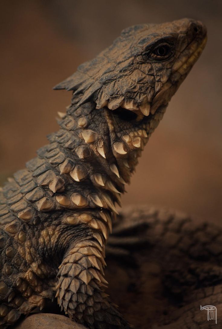 a closeup shot of a spiky lizard with a focused shot on it's scales and teeth. the lizard's head is turned upward. the lizard is brown and has a lot of spikes on it's back and neck.